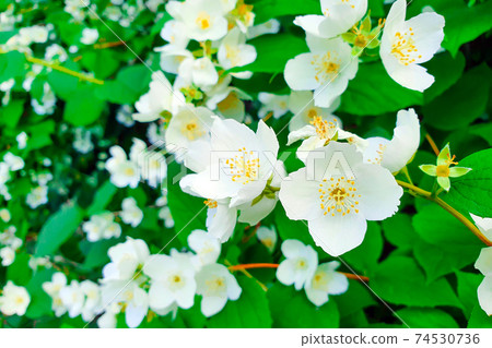 Philadelphus coronaries flowers. Bush of English dogwood or sweet mock-orange Philadelphus coronaries 74530736
