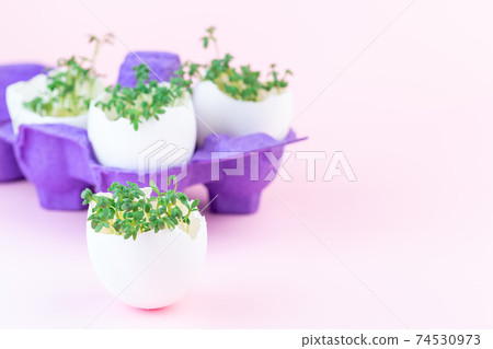 Garden cress growing in eggshell, purple paper egg holder, pink background, horizontal, copy space Garden cress growing in eggshell, purple paper egg holder, pink background, horizontal, copy space 74530973