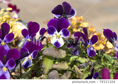 Purple and white viola 74531104