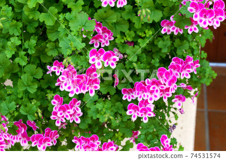 Pelargonium Angel Eyes Viola 74531574