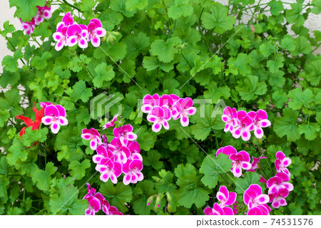 天竺葵天使眼中提琴 74531576