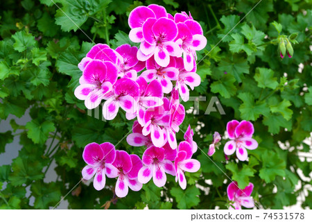 Pelargonium Angel Eyes Viola 74531578