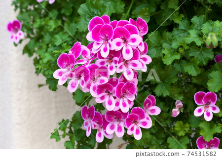 Pelargonium Angel Eyes Viola Pelargonium Angel Eyes Viola 74531582