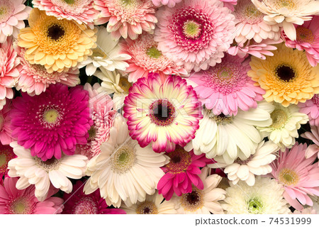 多彩的非洲菊 74531999