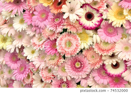 多彩的非洲菊 74532000