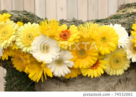 黃色和白色非洲菊 黃色和白色非洲菊 74532001