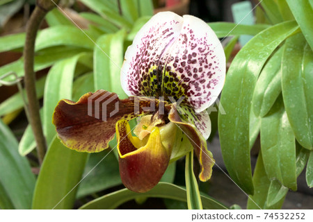 兜蘭兜蘭 74532252