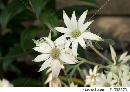 Flannel flower (actinotus) 74532273