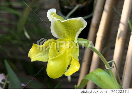 Paphiopedilum Paphiopedilum 74532274