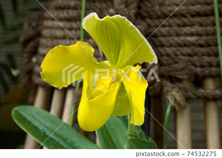 Paphiopedilum Paphiopedilum 74532275