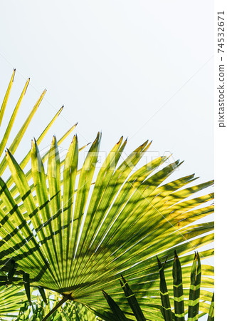 Close-up of palm leaves. 74532671