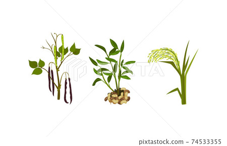 Cereal and Legume Plants with Hanging Pods and Grain Vector Set Cereal and Legume Plants with Hanging Pods and Grain Vector Set 74533355