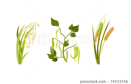 Cereal and Legume Plants with Hanging Pods and Grain Vector Set Cereal and Legume Plants with Hanging Pods and Grain Vector Set 74533356