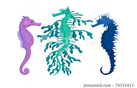 Sea Horse as Small Marine Fish with Bony Armour and Curled Prehensile Tail Vector Set 74533415
