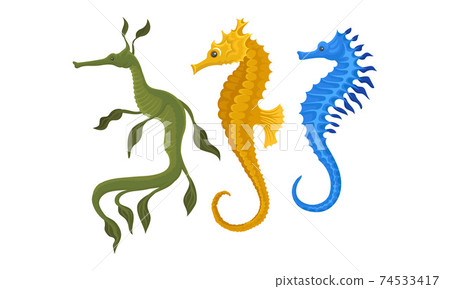 Sea Horse as Small Marine Fish with Bony Armour and Curled Prehensile Tail Vector Set 74533417