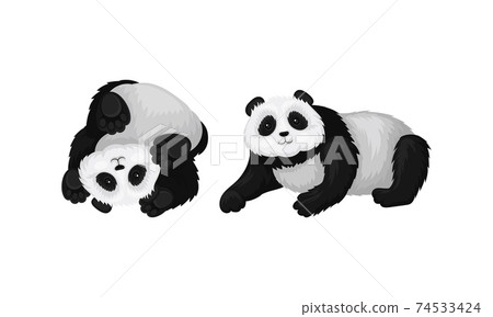 Black and White Panda Bear or Giant Panda with Patches Around its Eyes and Ears in Lying Pose Vector Set 74533424