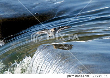 野生鳥類Isoshigi 野生鳥類Isoshigi 74534164