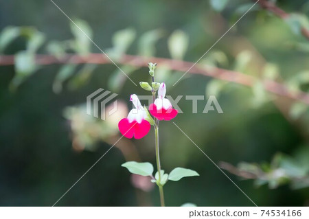 野草熱唇 野草熱唇 74534166