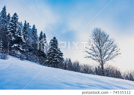 Snow covered pine trees at the mountains 74535312