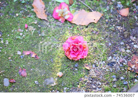 Fallen flower chrysanthemum winter solstice Fallen flower chrysanthemum winter solstice 74536007
