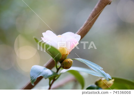 Camellia flower Showa Akusuke Camellia flower Showa Akusuke 74536008