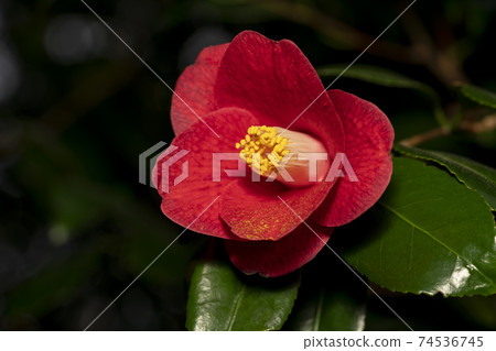 Camellia Camellia 74536745