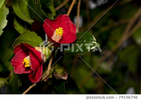 茶花 茶花 74536746