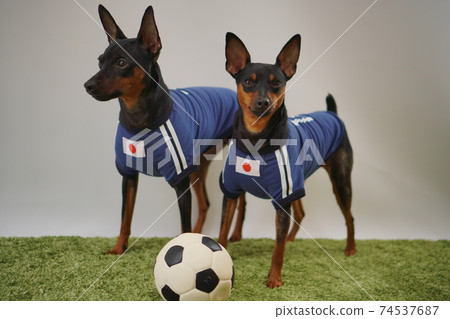 迷你杜賓兄弟姐妹足球製服Photo 216 74537687