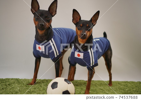 迷你杜賓兄弟姐妹足球服Photo 217 74537688