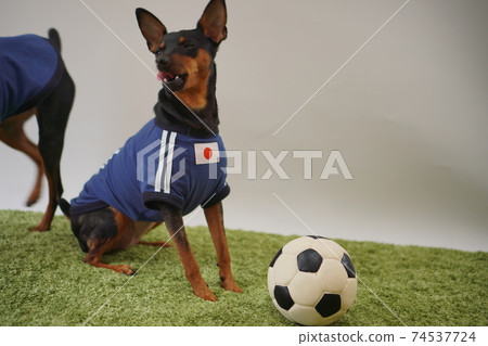 迷你杜賓兄弟姐妹足球製服Photo 230 74537724