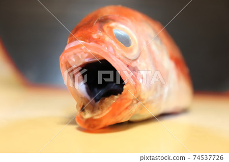 Blackthroat seaperch's black mouth 74537726