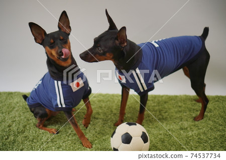 迷你杜賓兄弟姐妹足球製服Photo 238 74537734