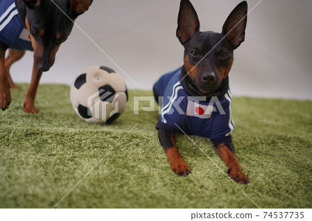 迷你杜賓兄弟姐妹足球製服Photo 239 74537735