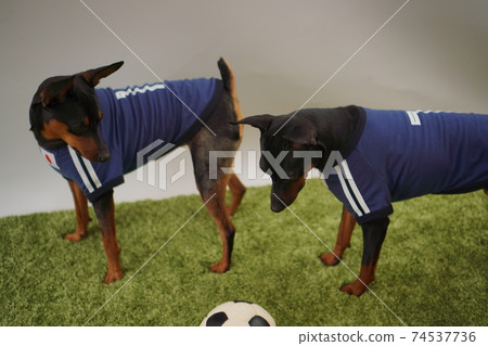 迷你杜賓兄弟姐妹足球製服Photo 240 74537736