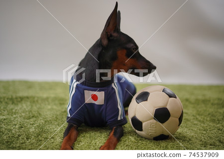 Miniature Pinscher siblings soccer uniform Photo 283 74537909