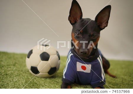 迷你杜賓兄弟姐妹足球製服Photo 313 迷你杜賓兄弟姐妹足球製服Photo 313 74537966