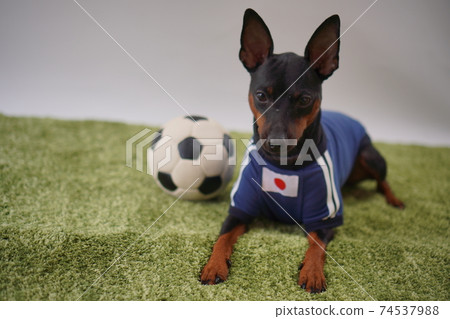 Miniature Pinscher siblings soccer uniform Photo 327 74537988