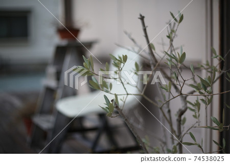 一對年輕夫婦享受緩慢生活所建房屋前門的橄欖樹 74538025