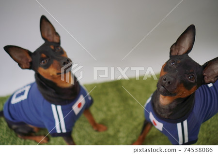 Miniature Pinscher siblings soccer uniform Photo 370 Miniature Pinscher siblings soccer uniform Photo 370 74538086