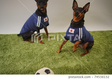 迷你杜賓兄弟姐妹足球製服Photo 393 迷你杜賓兄弟姐妹足球製服Photo 393 74538132