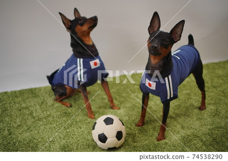 Miniature Pinscher siblings soccer uniform Photo 457 74538290