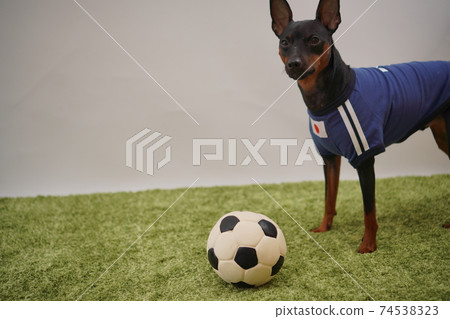 迷你杜賓兄弟姐妹足球製服Photo 466 74538323