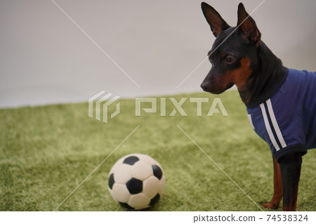 Miniature Pinscher siblings soccer uniform Photo 467 Miniature Pinscher siblings soccer uniform Photo 467 74538324