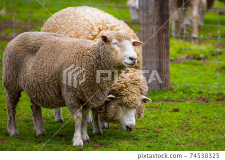 Gentle face sheep Gentle face sheep 74538325