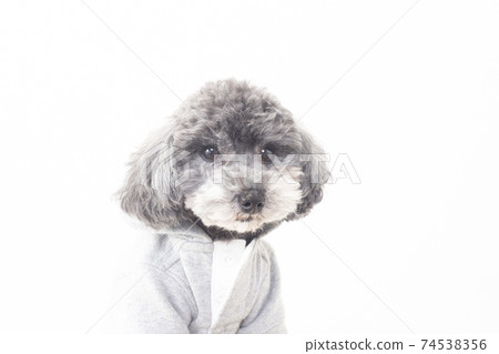 A sitting black toy poodle in a hoodie A sitting black toy poodle in a hoodie 74538356