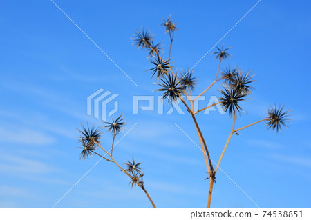 堅持藍藍的天空 74538851