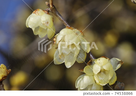 Lobai flower Lobai flower 74538866