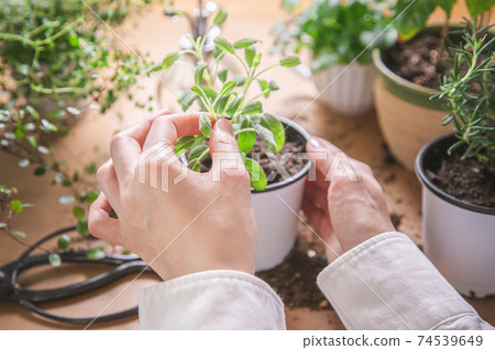 Indoor gardening Women's hands taking care of herbs Indoor gardening Women's hands taking care of herbs 74539649