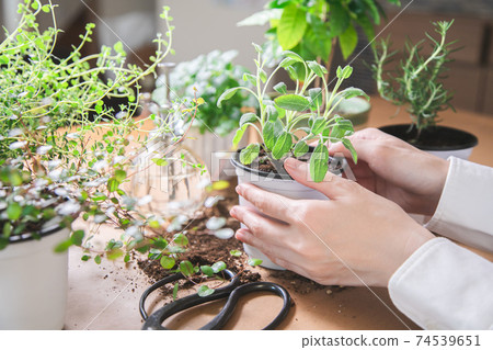 Indoor gardening Women's hands taking care of herbs Indoor gardening Women's hands taking care of herbs 74539651
