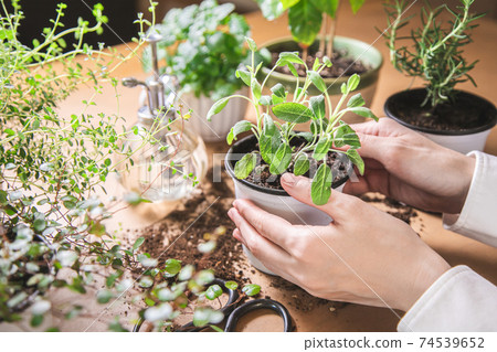 Indoor gardening Women's hands taking care of herbs 74539652